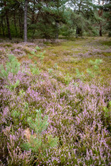 Heather, a late blooming flower, at the end of summer in Mehlingen, Germany