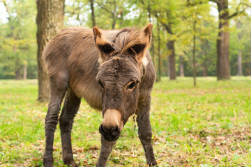 portrait of a donkey it the field