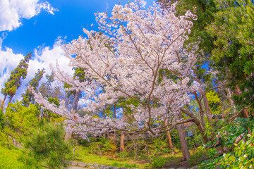 円覚寺の満開の桜（神奈川県鎌倉市）
