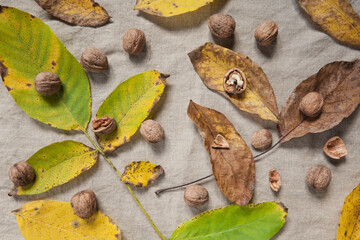 Juglans regia. Rozrzucone, na naturalnym lnianym materiale, pożółkłe i brązowe liście orzecha włoskiego wraz z jego owocami.
