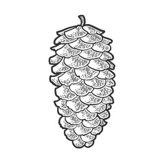 spruce pine cone sketch engraving vector illustration. T-shirt apparel print design. Scratch board imitation. Black and white hand drawn image.