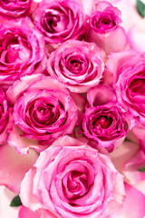 Pink roses