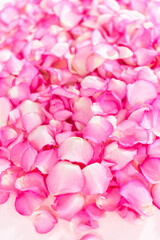 Fototapeta premium Rose petals