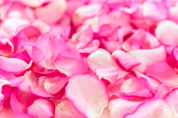 Rose petals