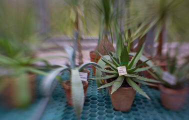 
agave in a small pot in a greenhouse