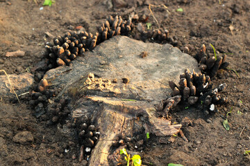 Dead man's fingers or Xylaria polymorpha, a saprobic fungi on a tree stump