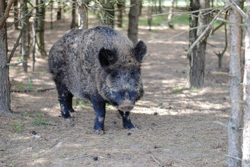 Wild boar walks in the reserved forest and looks into the eyes