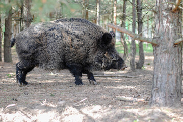 Wild boar walks in the reserved forest and looks into the eyes