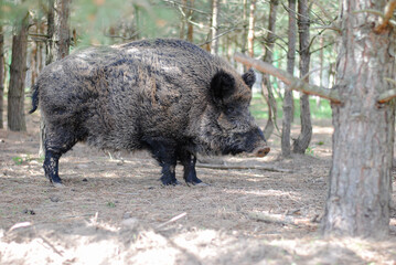 Naklejka na ściany i meble Wild boar walks in the reserved forest and looks into the eyes