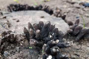 Dead man's fingers or Xylaria polymorpha, a saprobic fungi on a tree stump