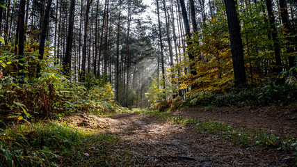 las jesienią z przebijającymi promieniami słońca