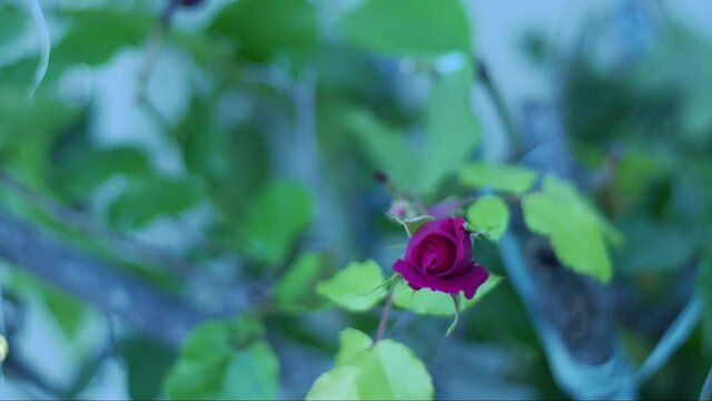 Multi day timelapse of a rose blooming.