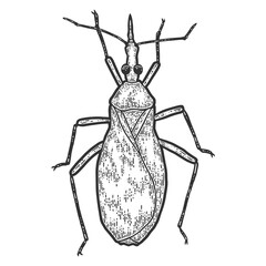 Triatominae. Engraving vector illustration. Sketch scratch board imitation.