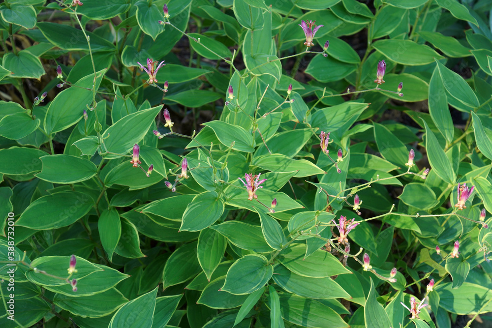 Wall mural Taiwanese toad lily (Tricyrtis formosana)