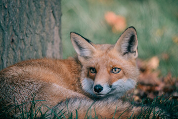 Brown red fox laying in the grass, looking next to the camera.