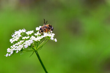 In a beautiful green background, Chinese herbal medicine, wild viburnum, and insects that inhabit it
