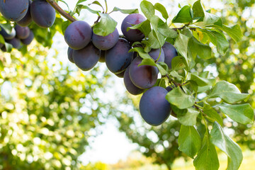 ripe juicy plums on a tree branch