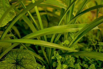 Fototapeta premium Green tropical plant close-up. Abstract natural floral background Selective focus