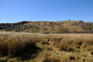 Obraz premium 自然の野原