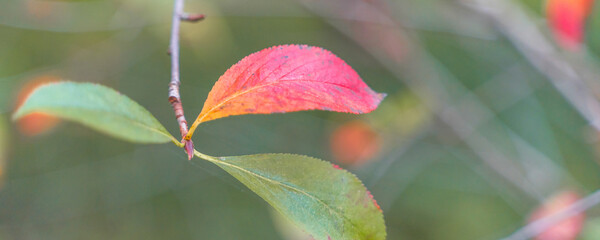 red autumn leaves among yellow foliage, blurry background