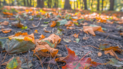 yellow fallen leaves in the park, blurry background