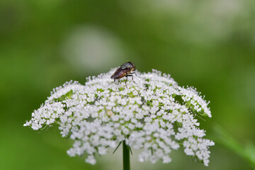 In a beautiful green background, Chinese herbal medicine, wild viburnum, and insects that inhabit it