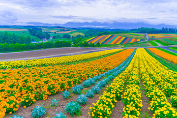四季彩の丘の展望花畑（北海道美瑛町）