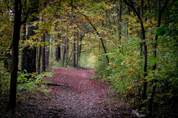 A dark path in a wilderness. The autumnal forest has changed it's colors from bright green to yellow and orange. Warsaw, Poland.