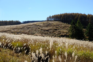 自然に広がる薄たち