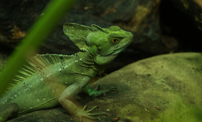 A reptile sitting on a stone in leipzig zoo