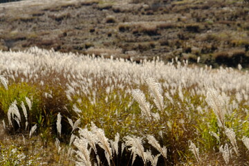 自然に広がる薄たち