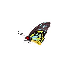 A butterfly isolated on a white background