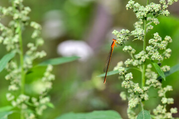In a beautiful green background, Chinese herbal medicine, wild viburnum, and insects that inhabit it