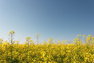 rapeseed yellow field with road against blue sky