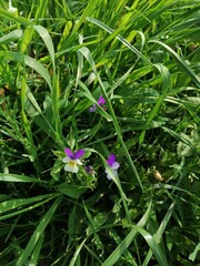 flowers in the garden
