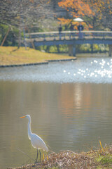 川に佇むシロサギのイメージ