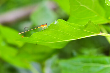 In a beautiful green background, Chinese herbal medicine, wild viburnum, and insects that inhabit it