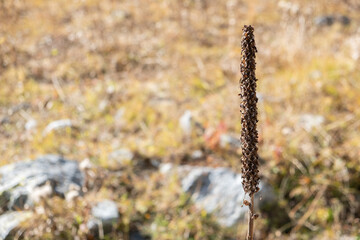 dry flower Verbascum thapsus in the blurred background.