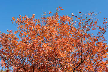 Beautiful and colorful collection of autumn leaves / green, yellow, orange, red