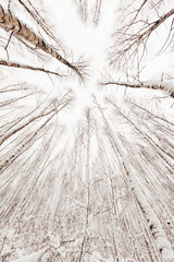 Winter forest. Snowy wood captured with Fish-Eye lens. Bottom view on birch trees. Cloudy sky.
