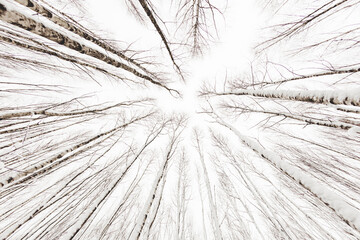 Winter forest. Snowy wood captured with Fish-Eye lens. Bottom view on birch trees. Cloudy sky.