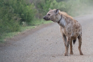 Adult spotted hyena (Crocuta crocuta) with a healed injury from a snare around its neck in Kruger...