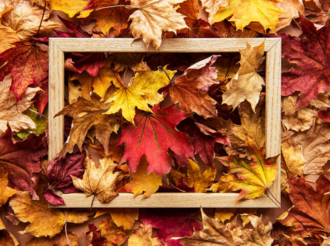 Autumn leaf composition with picture frame