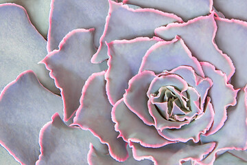 succulent Echeveria with pink-bordered petals