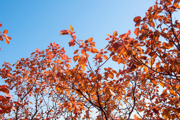 Beautiful and colorful collection of autumn leaves / green, yellow, orange, red