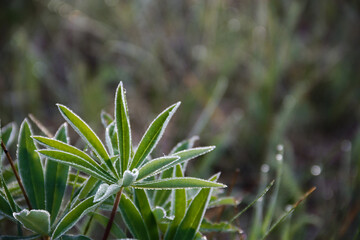 beautiful plant lupine purple in the morning dew
