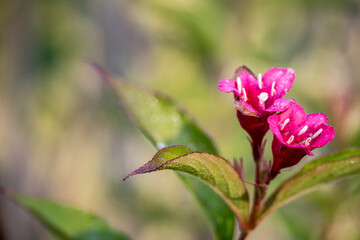 Lores rosas con el estílo muy largo y se polinizan