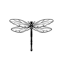 dragonfly on white background