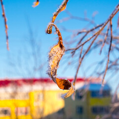 Frozen one yellow leaf in frost, snow, winter still life
