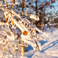 Birch branch in frost and snow, winter still life, close-up